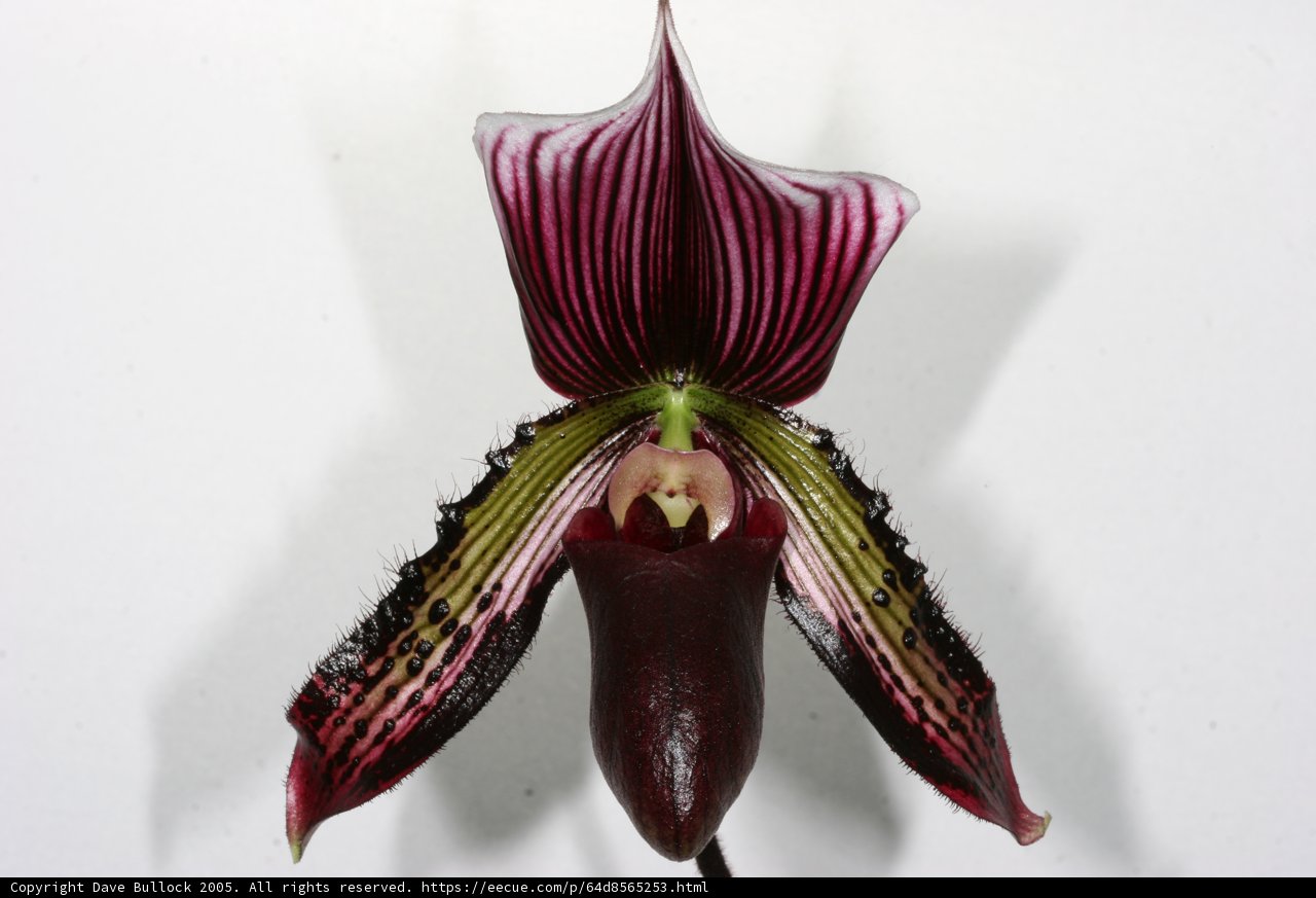 Majestic Orchid on Roll 14