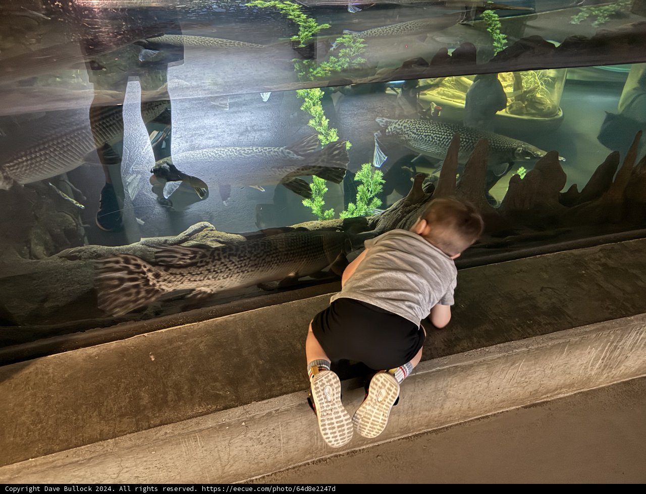 Curious Minds at the Aquarium