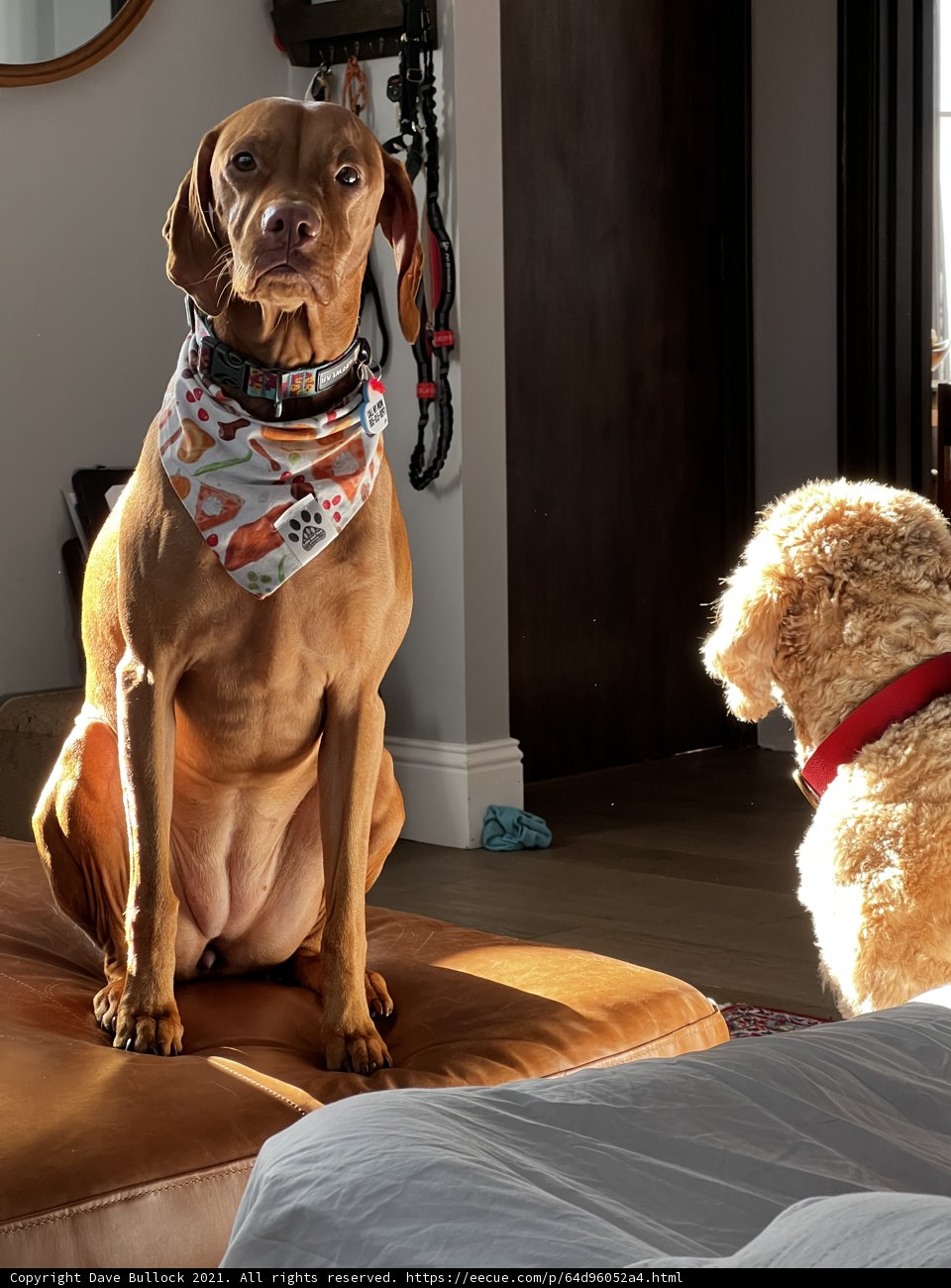 Cozy Companions