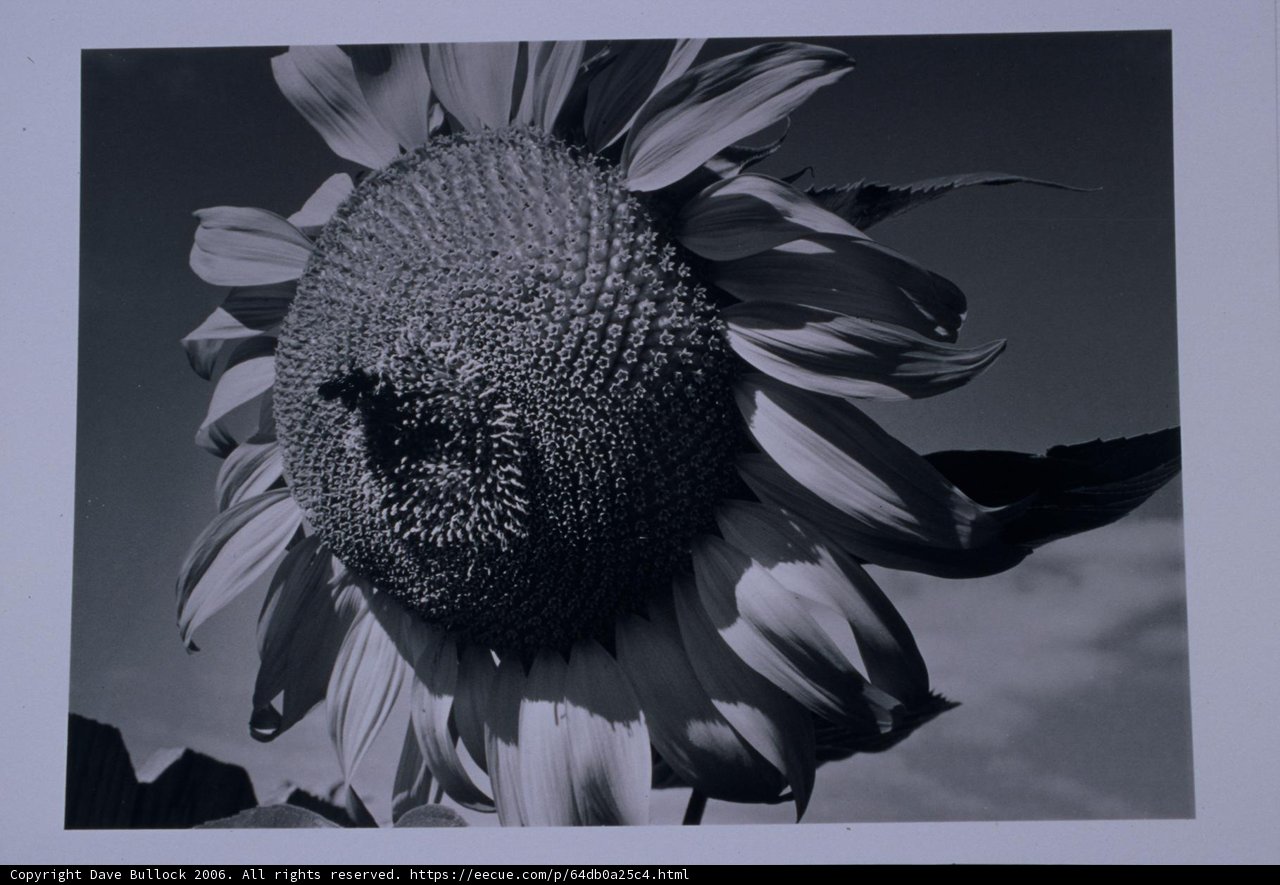 Majestic Sunflower