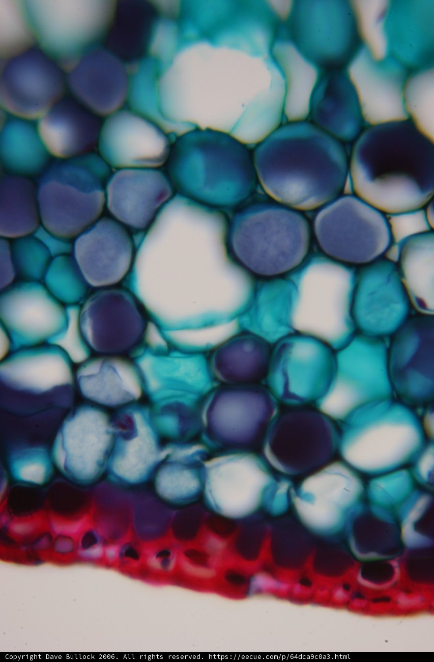 Blue and Red Bubble Fractal Pattern