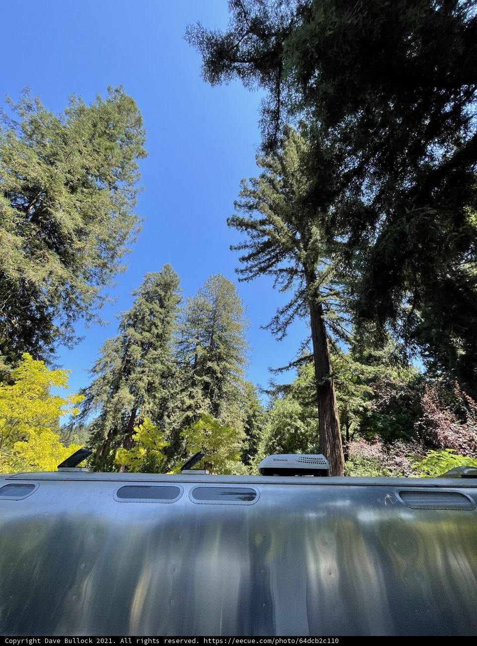 Sky View from a Truck in Guerneville
