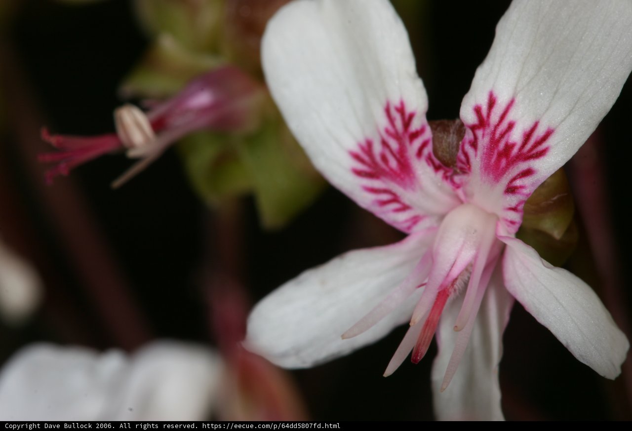 A Geranium Flower in Bloom