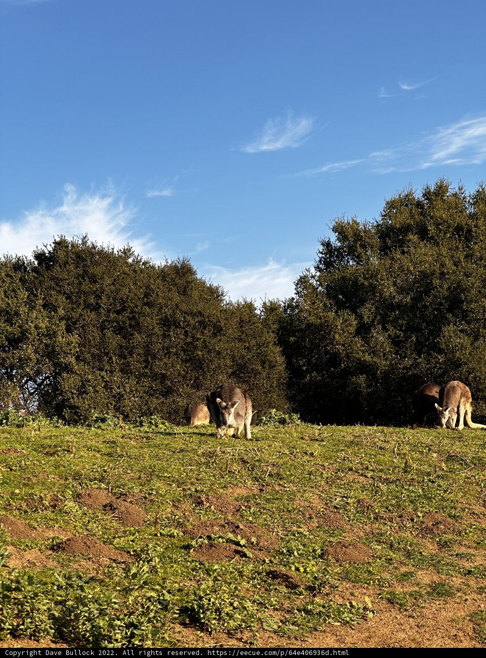 Grazing Herd in the Countryside
