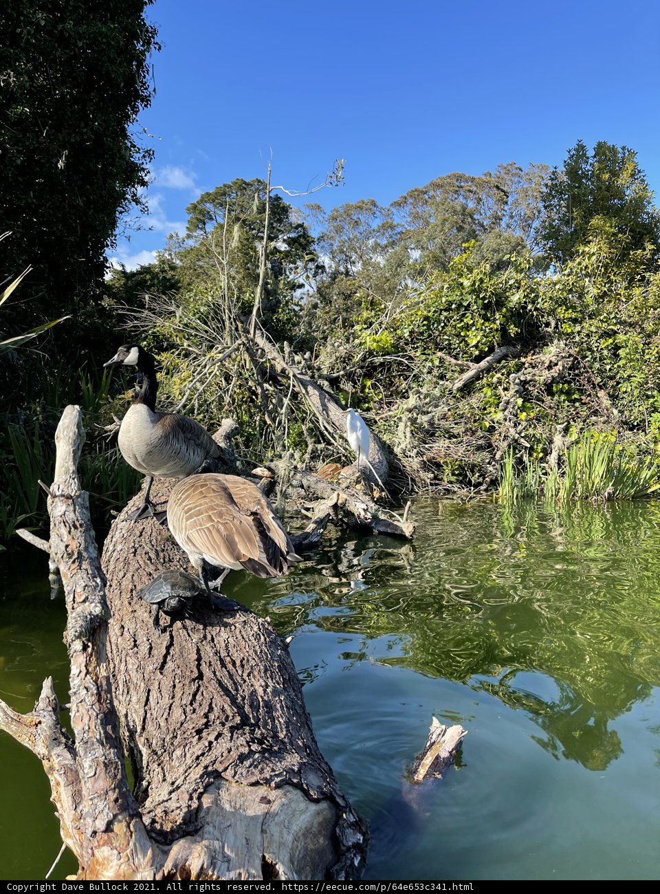 Birds on a Waterlogged Tree Trunk