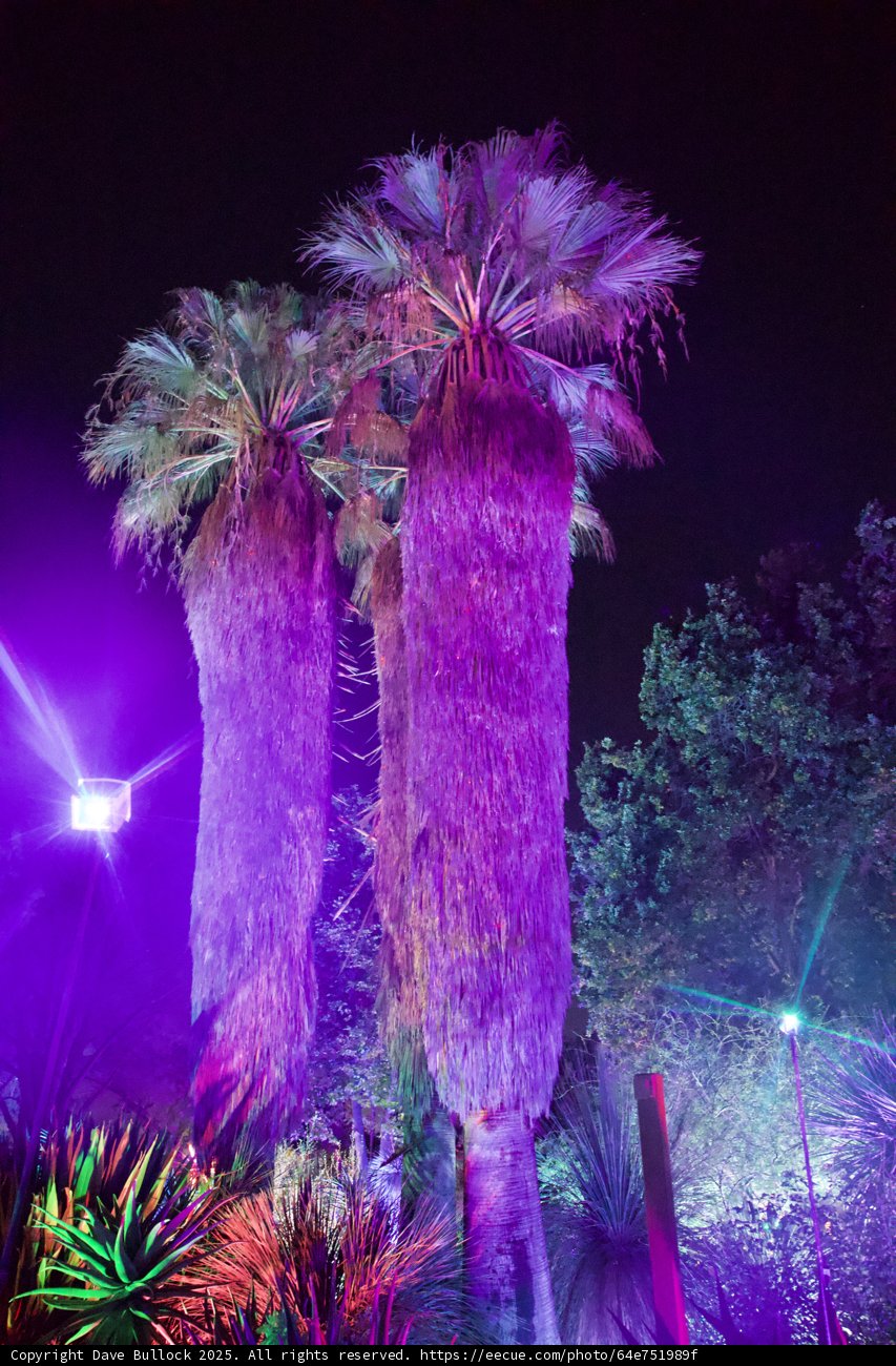 Enchanted Palms in Purple Glow