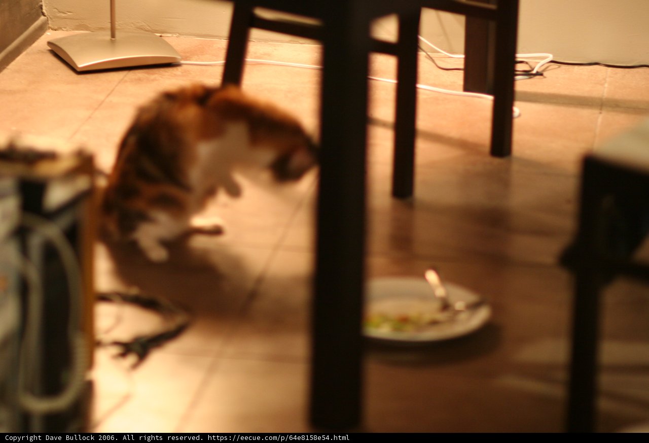 Regal Cat on Hardwood Flooring