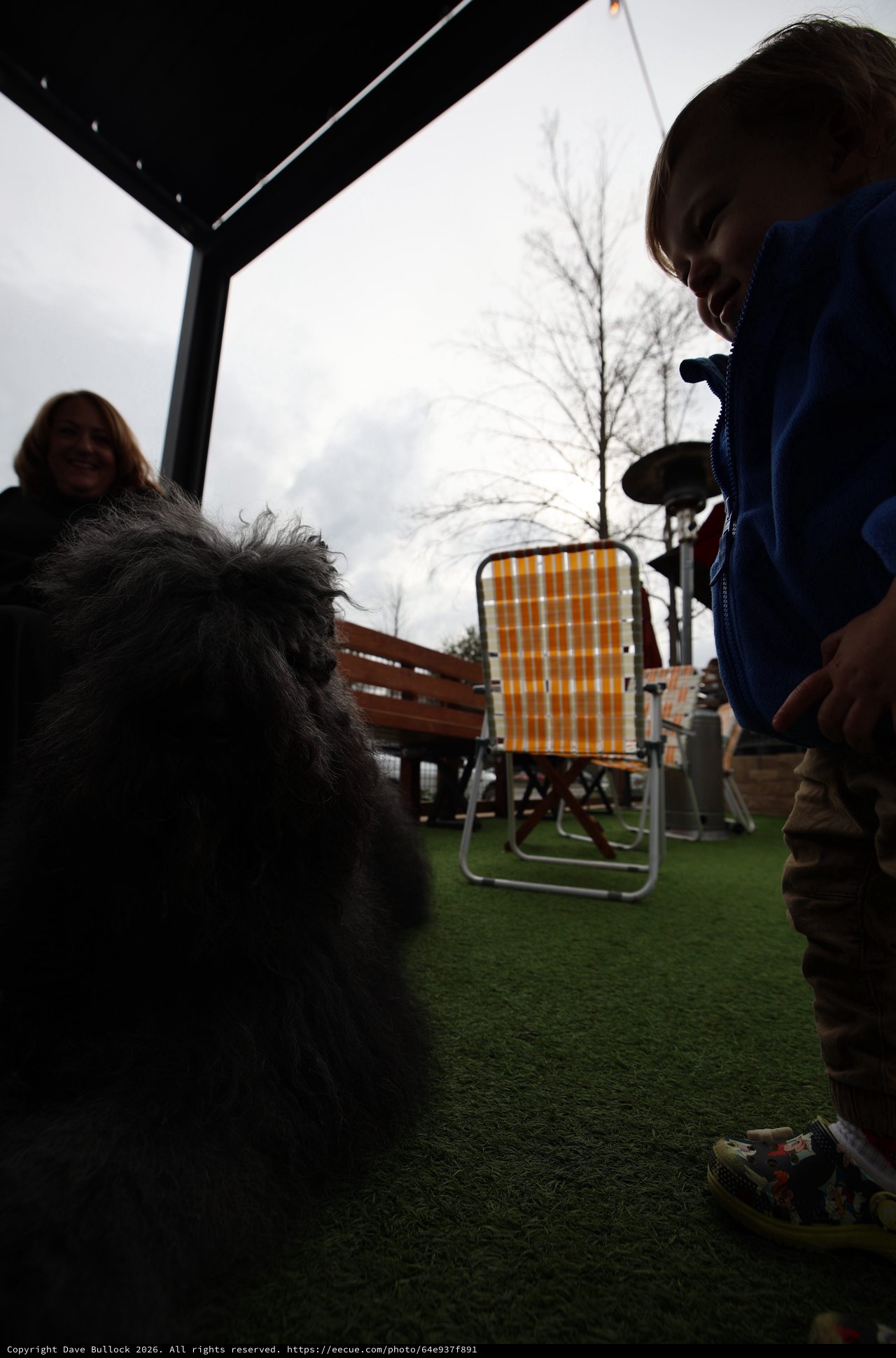 Backyard Gathering with Fluffy Dog and Friends
