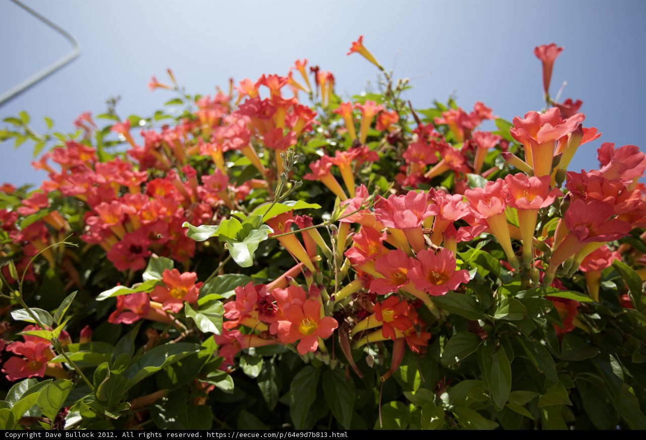 Pink Geraniums Under a Blue Sky