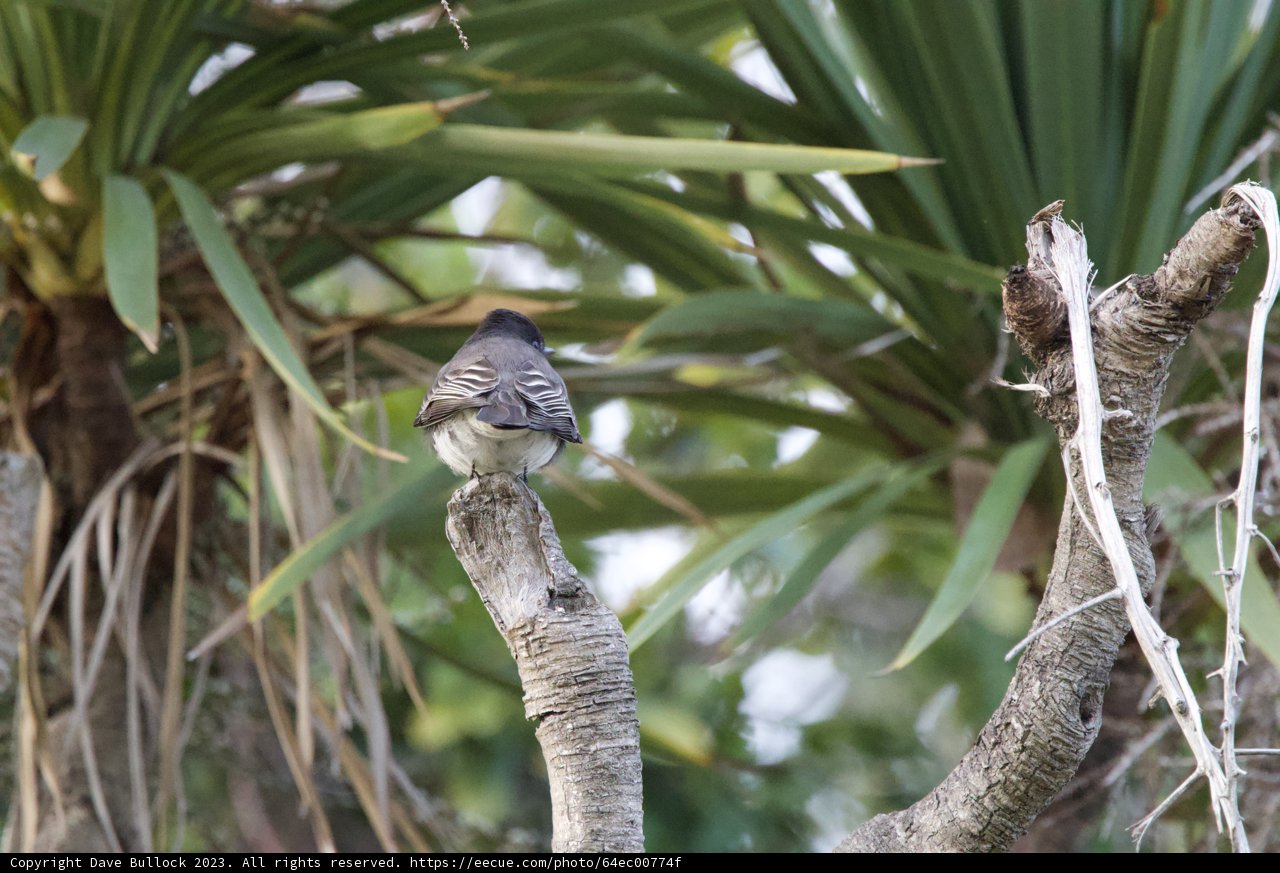 The Sparrow's Perch in Fort Mason