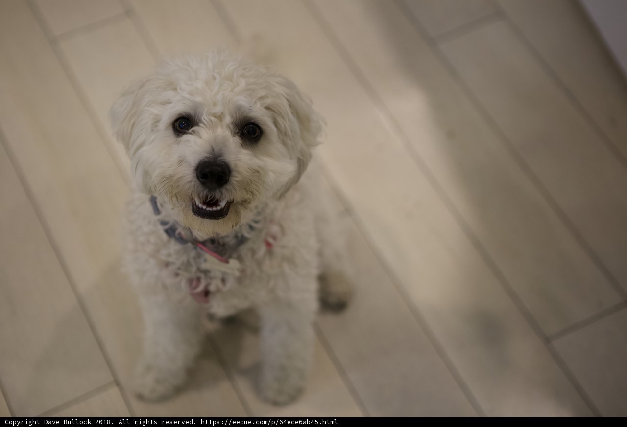 Serene Pooch on a Wooden Floor