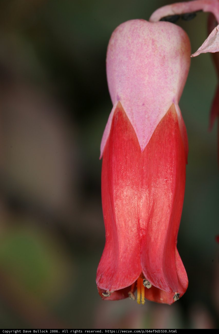 Radiant Red Lily Close Up