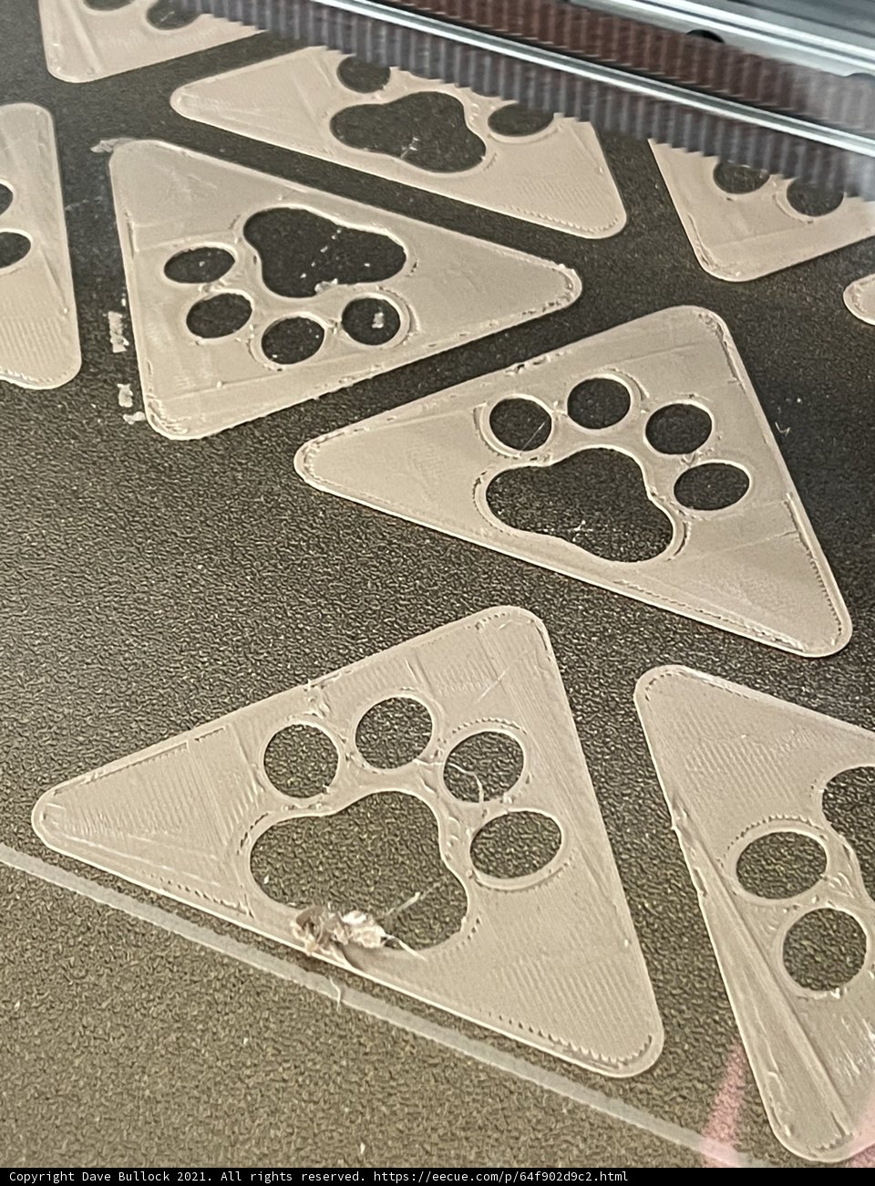 Paws and Patterns