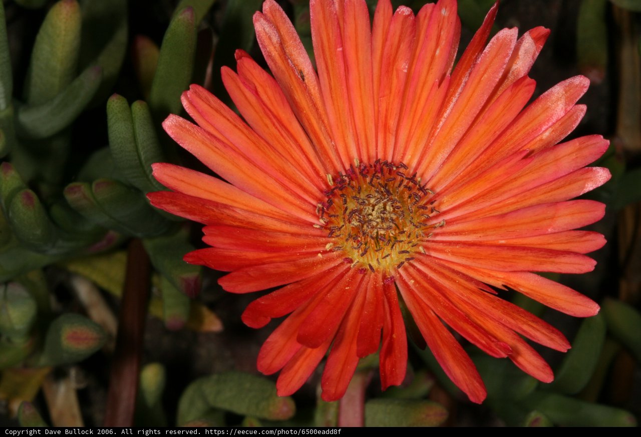 Radiant Orange Daisy Blossom
