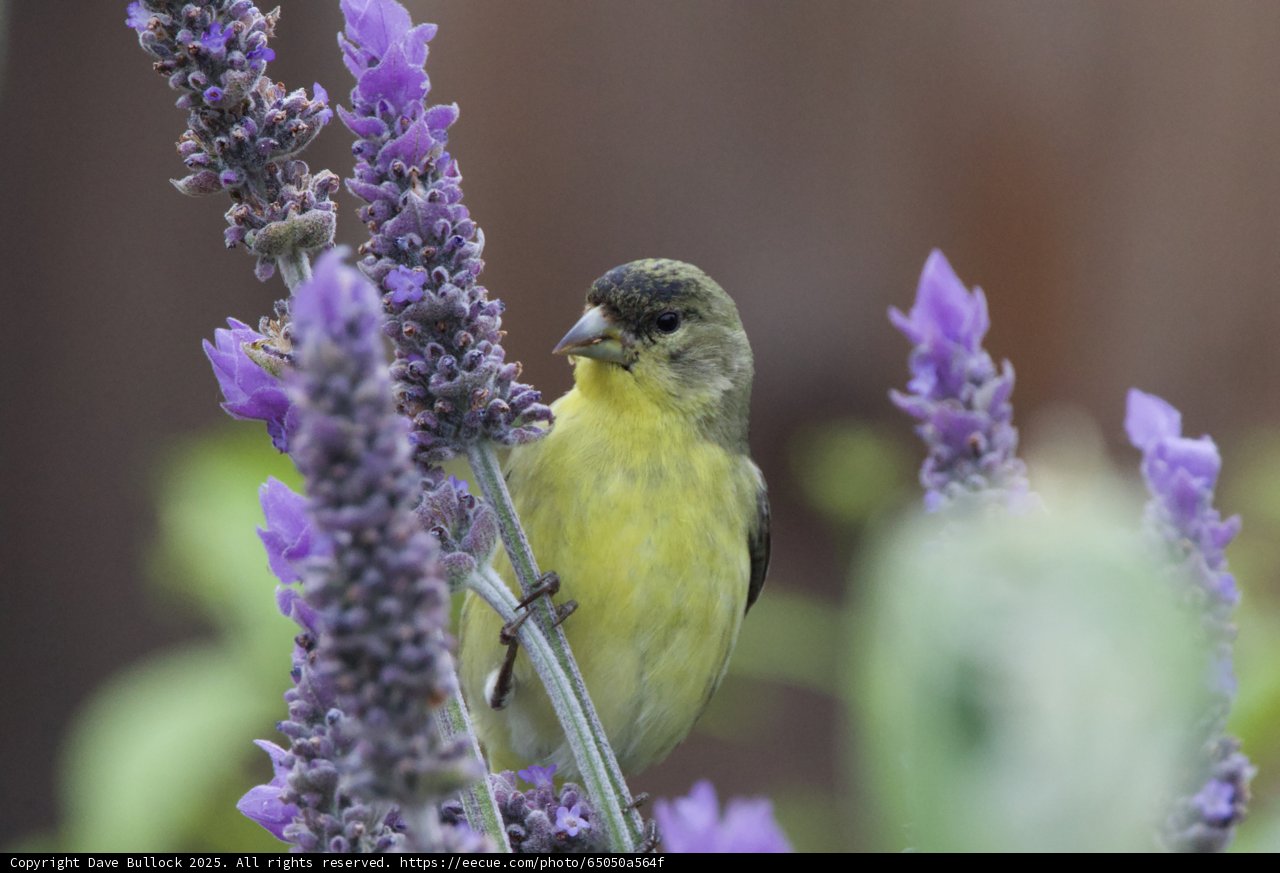 Lavender Perch