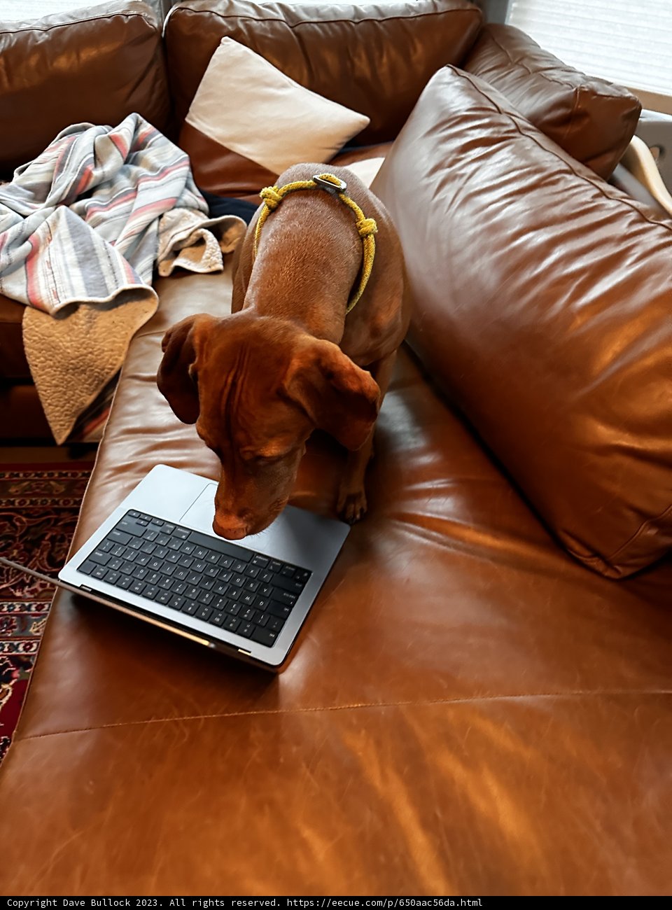 Couch Companion