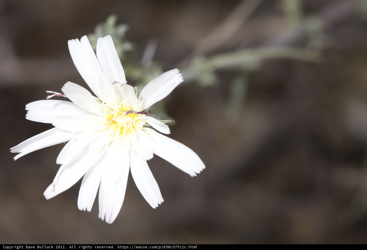 White Daisy with Yellow Center