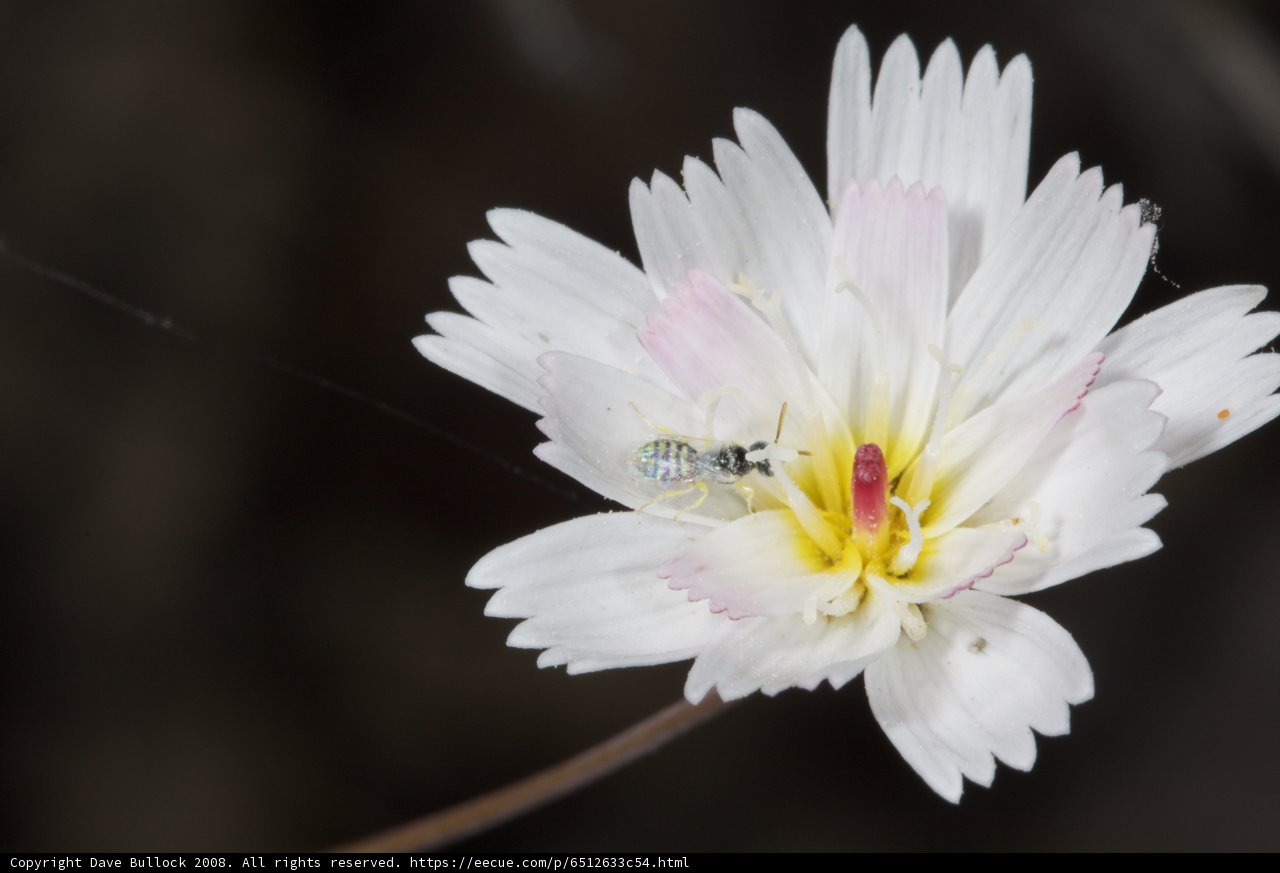 White Daisy Flower Hosting a Green Arthropod