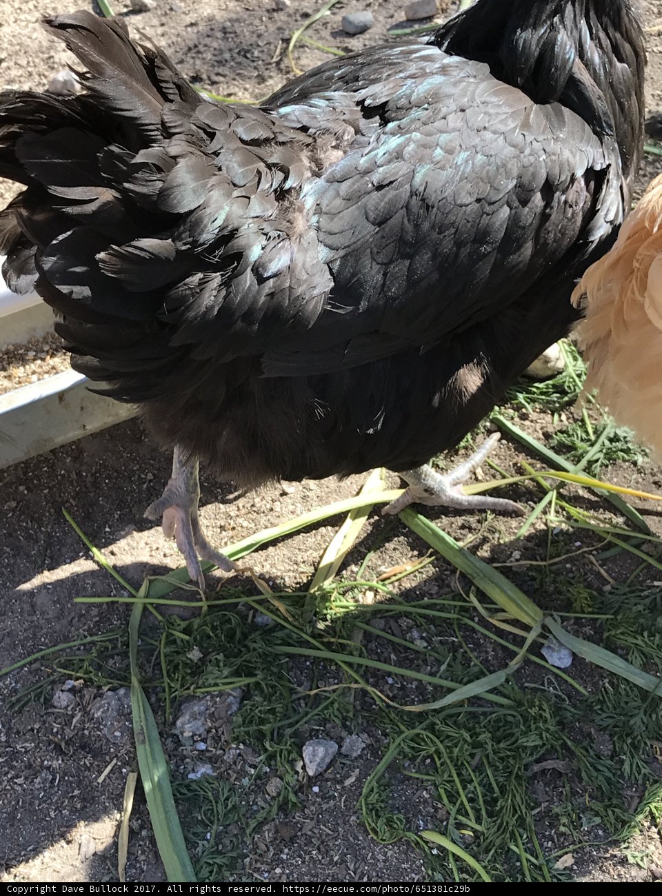 The Dual Headed Hen