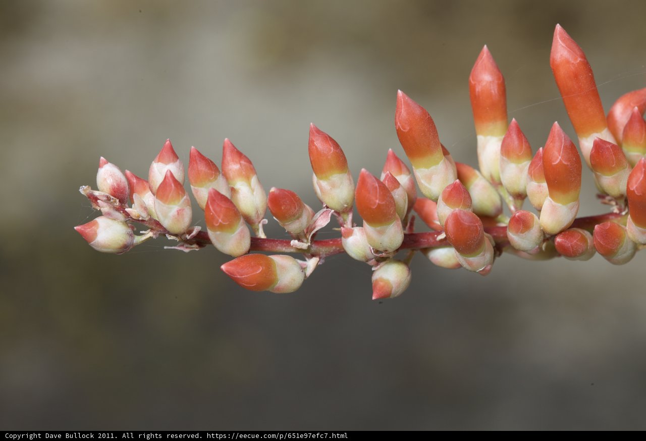 Red and White Flower Blossom