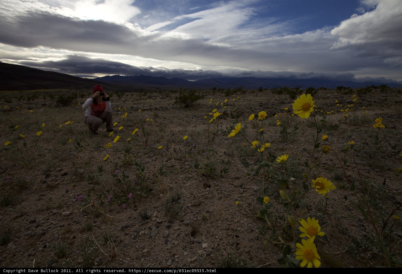 Walking through a Field of Gold