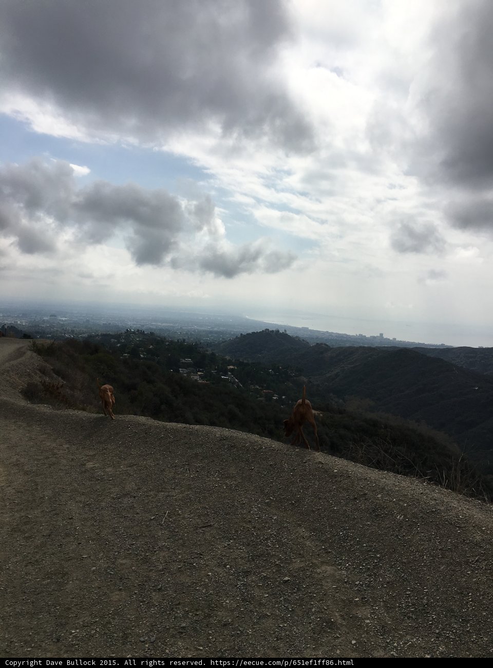 Pawsing for a View
