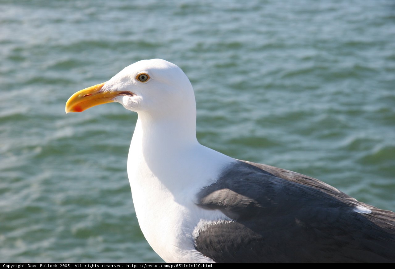 Graceful Seagull on Ledge