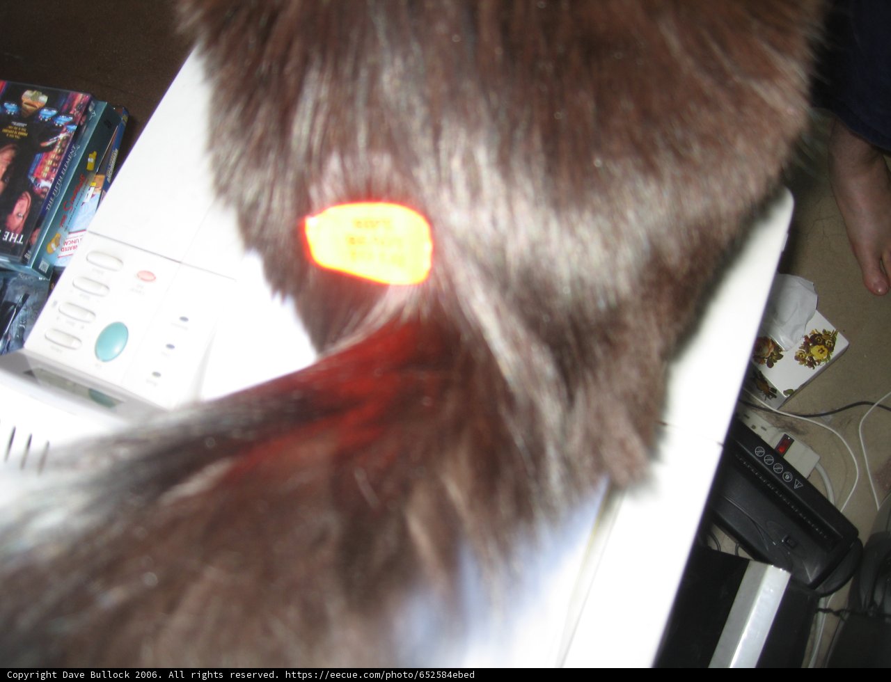Red Tagged Feline