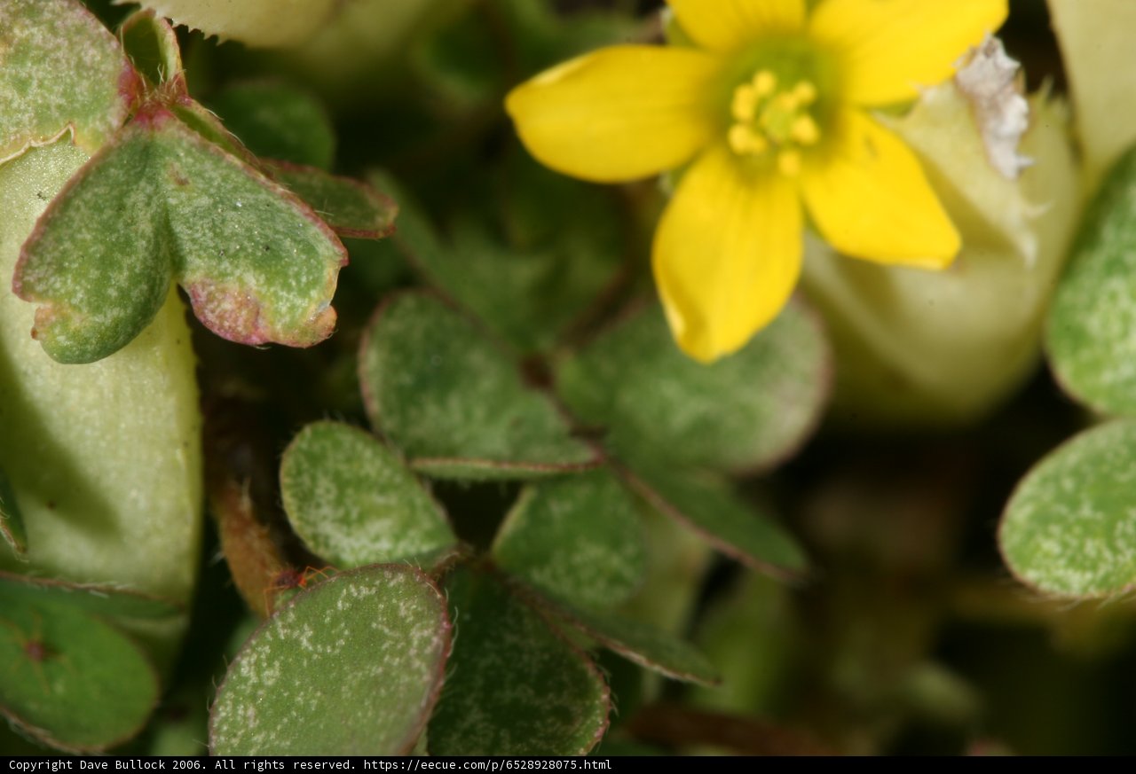 The Yellow Geranium