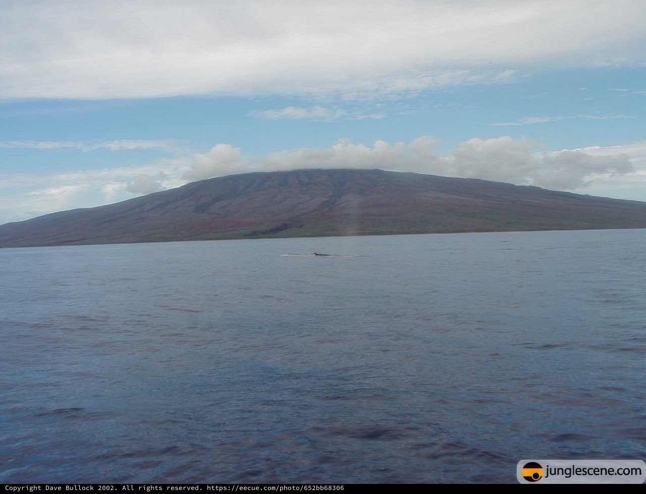 Majestic Mountain and the Graceful Whale