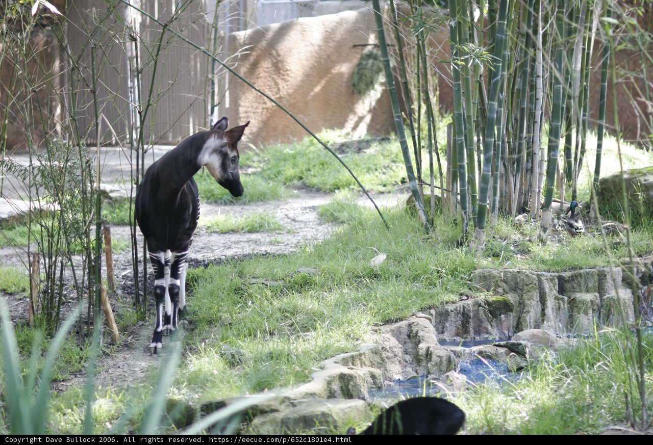 Majestic Okapi in the Grasslands