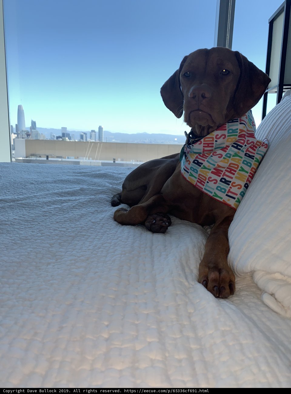 Pawsitively Cozy