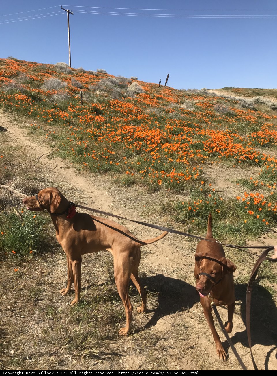 Two Canine Companions
