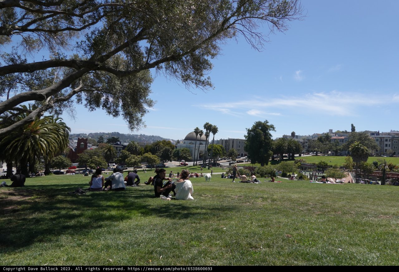 Summertime Sanctuary: The Majestic Park Tree