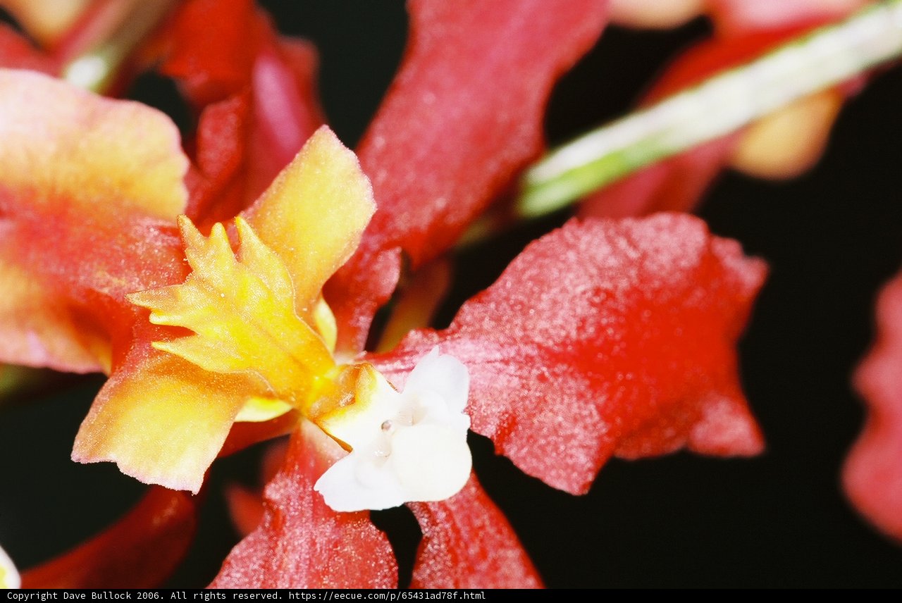 Vibrant Blooms