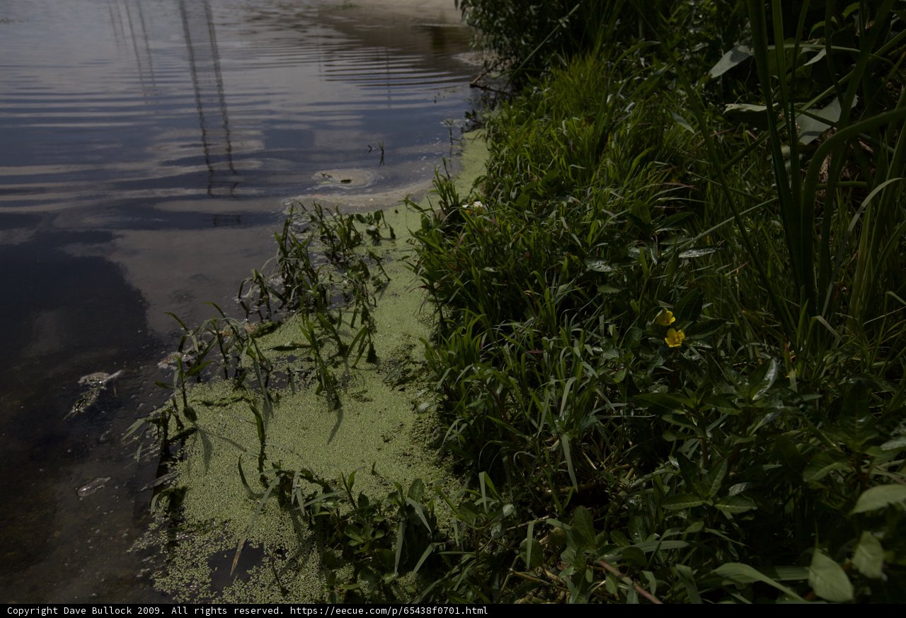 Swamp Boat