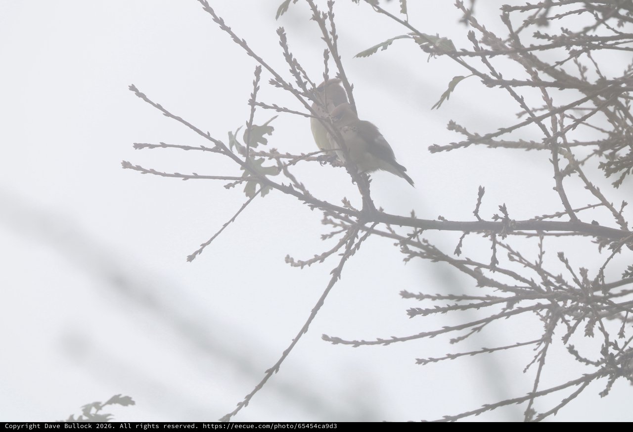 Small Bird Perched on Frosted Winter Branches
