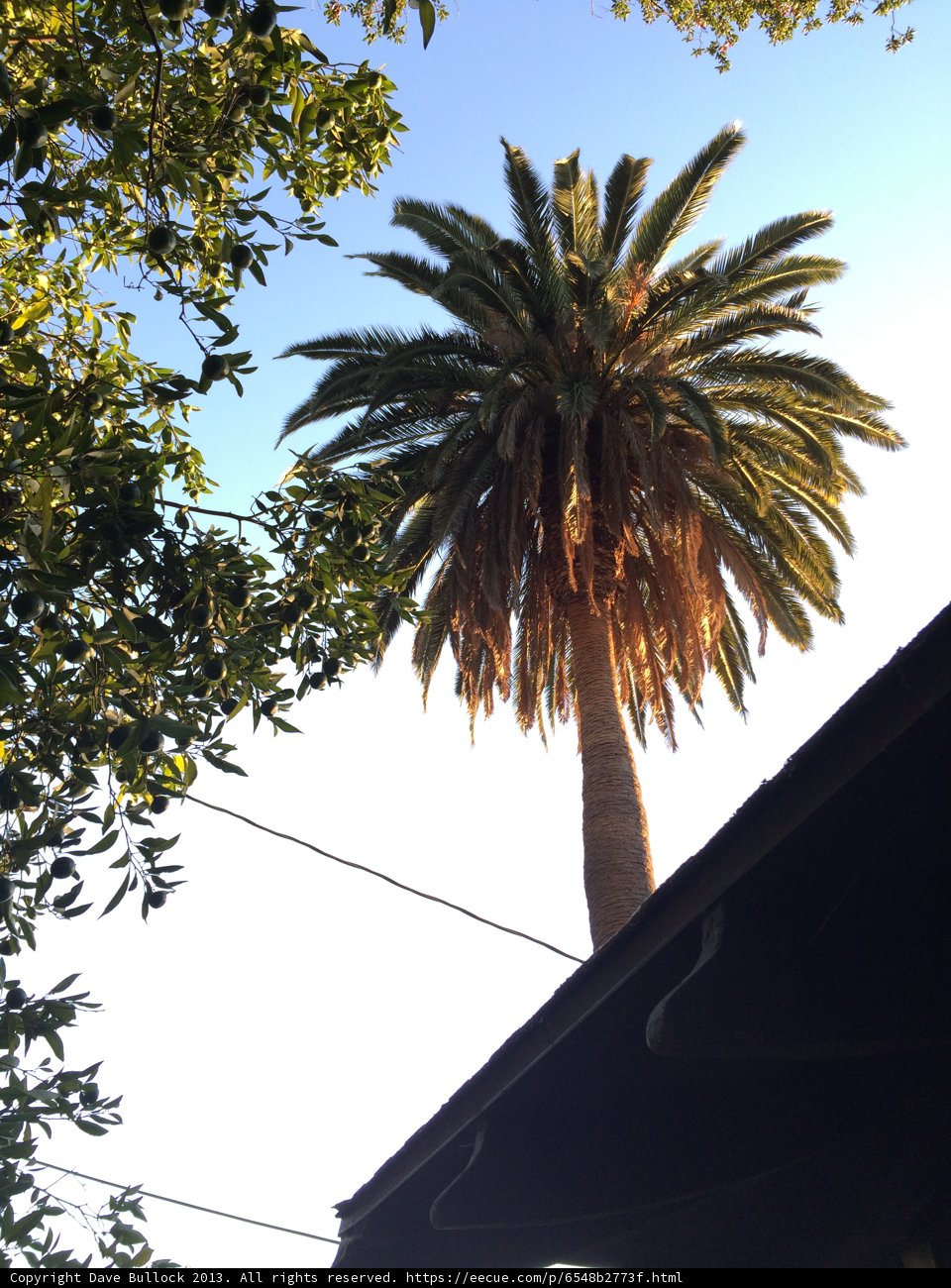 Summer Palm Tree