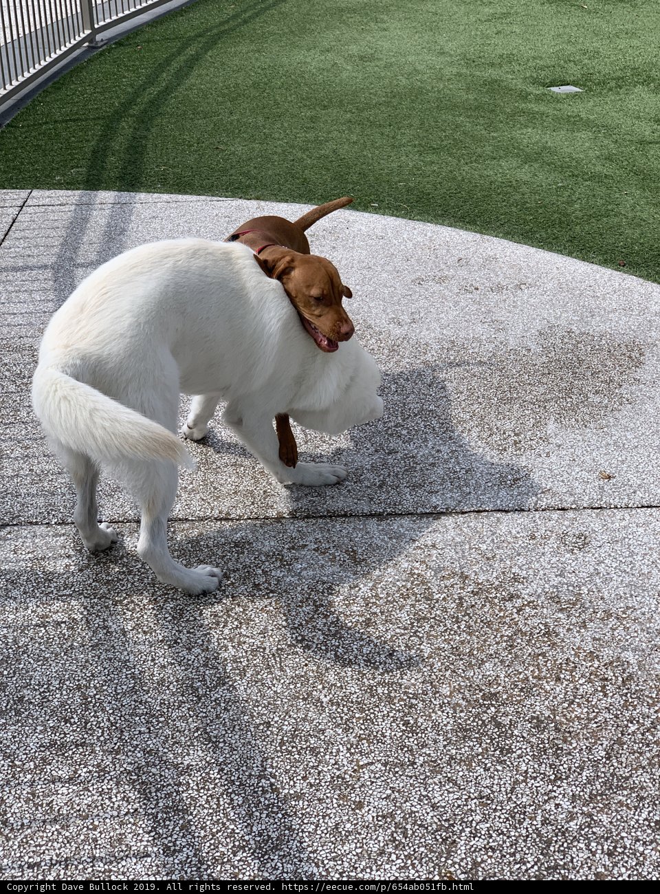 Playtime at the Park
