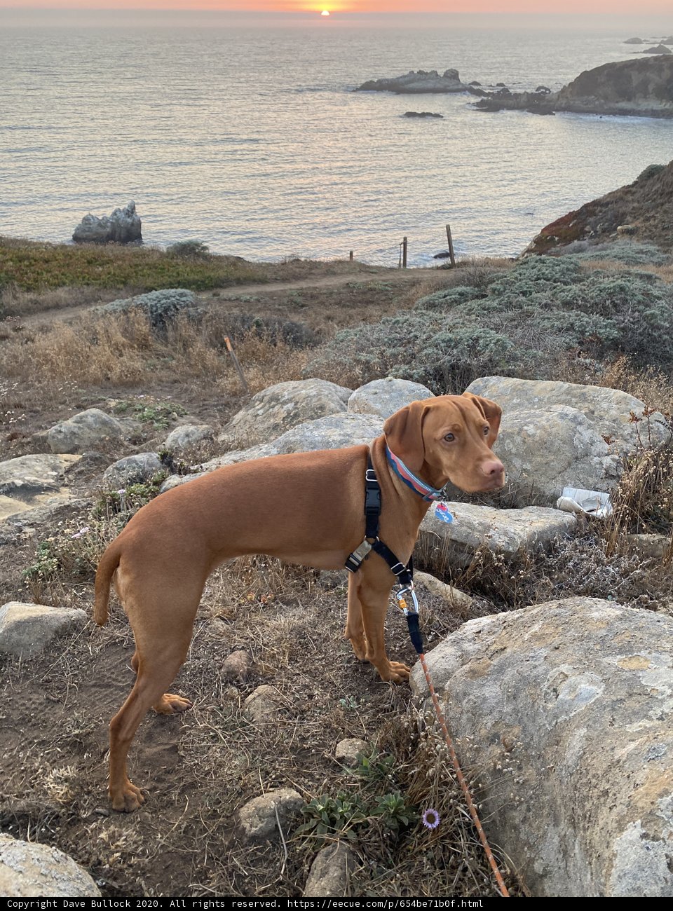 Leashed Canine at Sunset