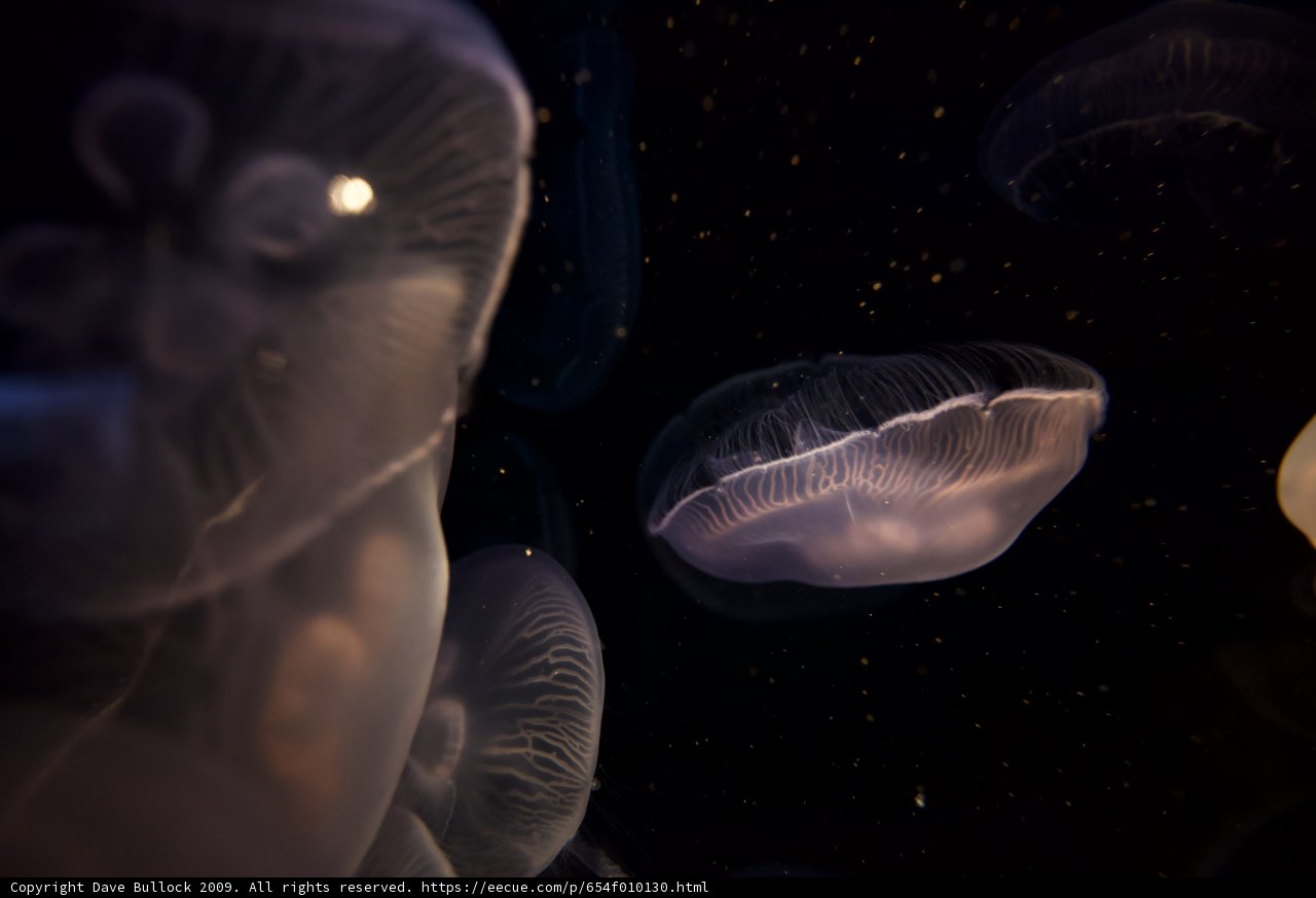 Glowing Jellies in the Dark
