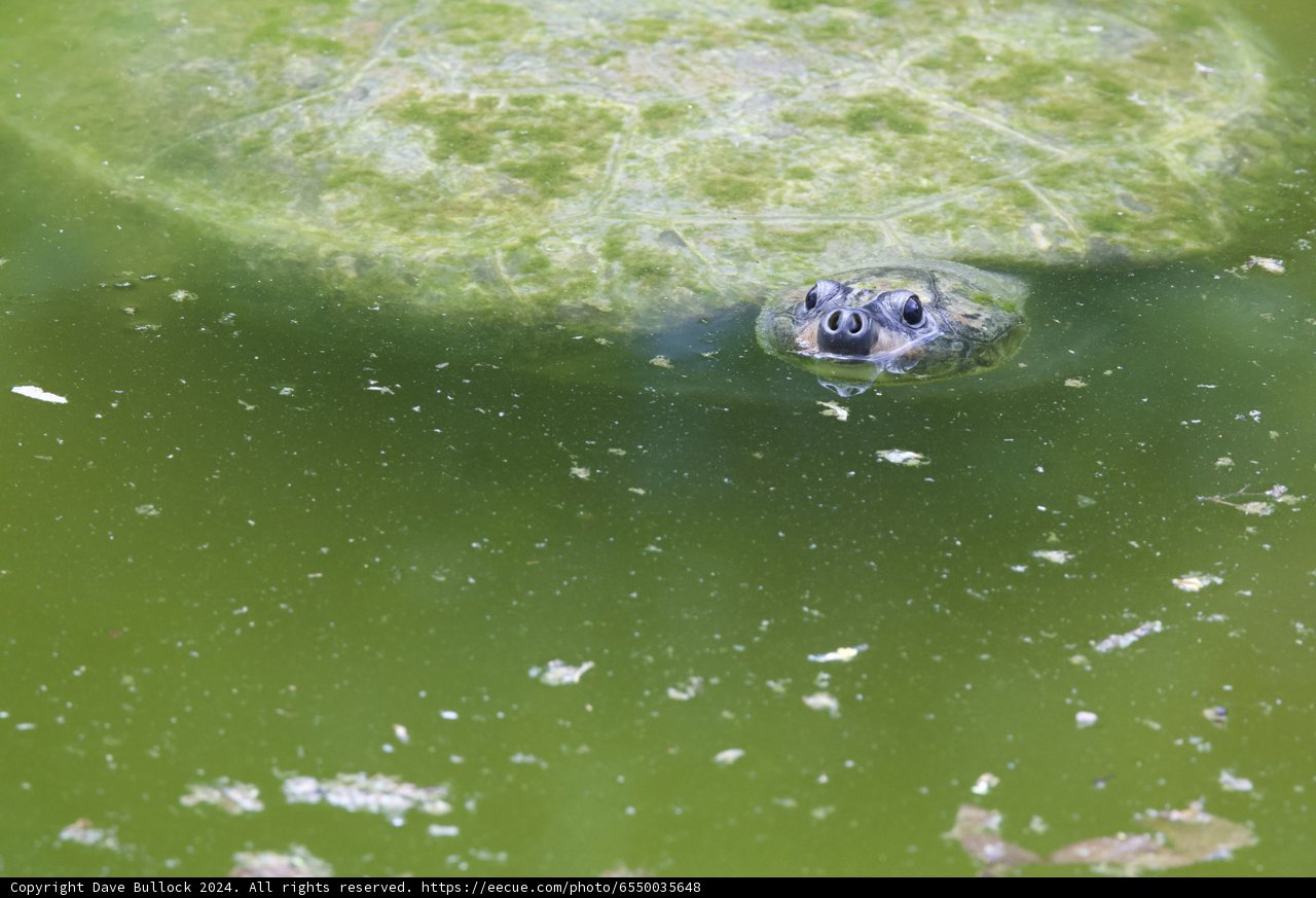 Emergent Watchfulness: Turtle at Honolulu Zoo