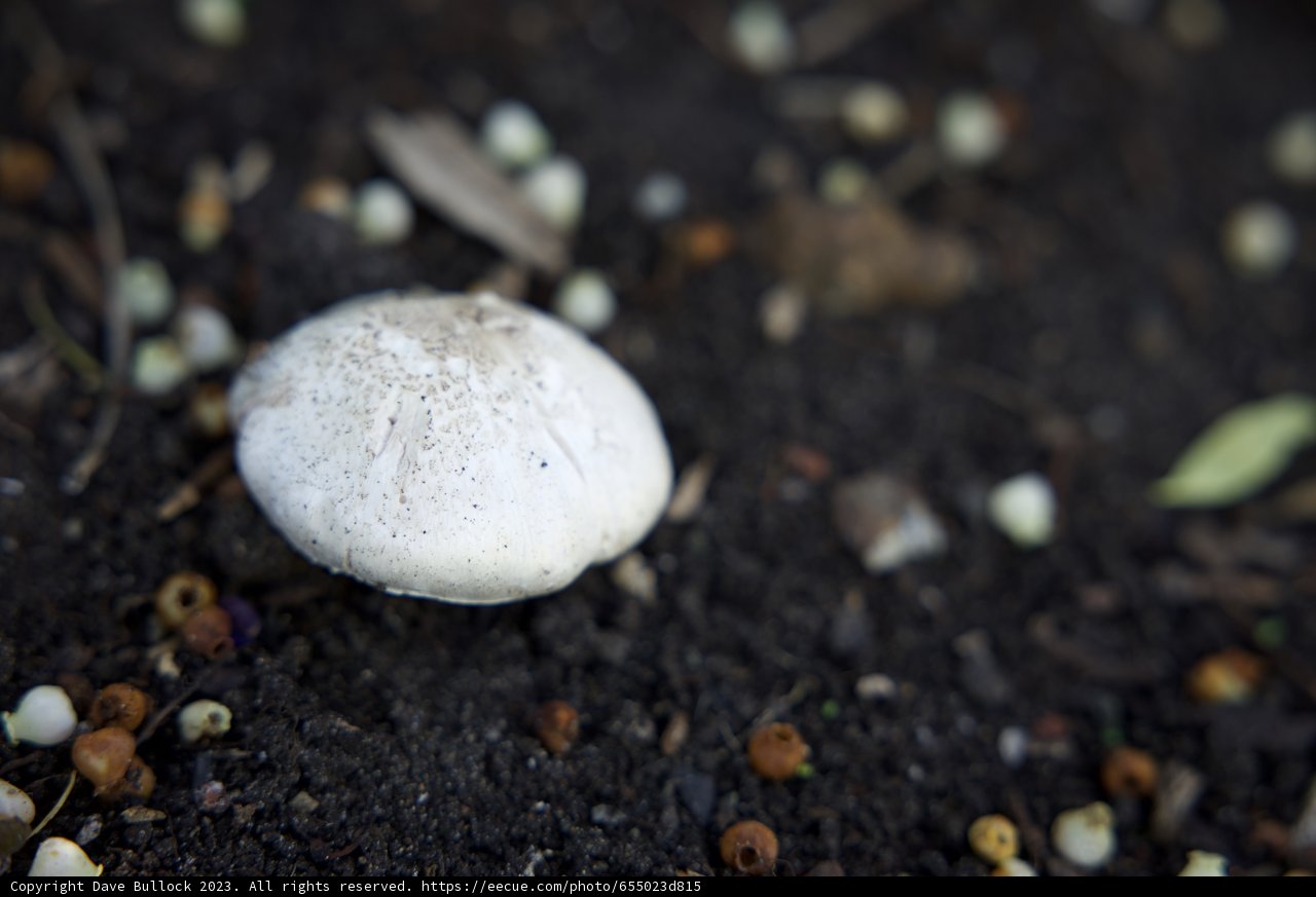 Mushroom Marvel in the San Francisco Botanical Garden