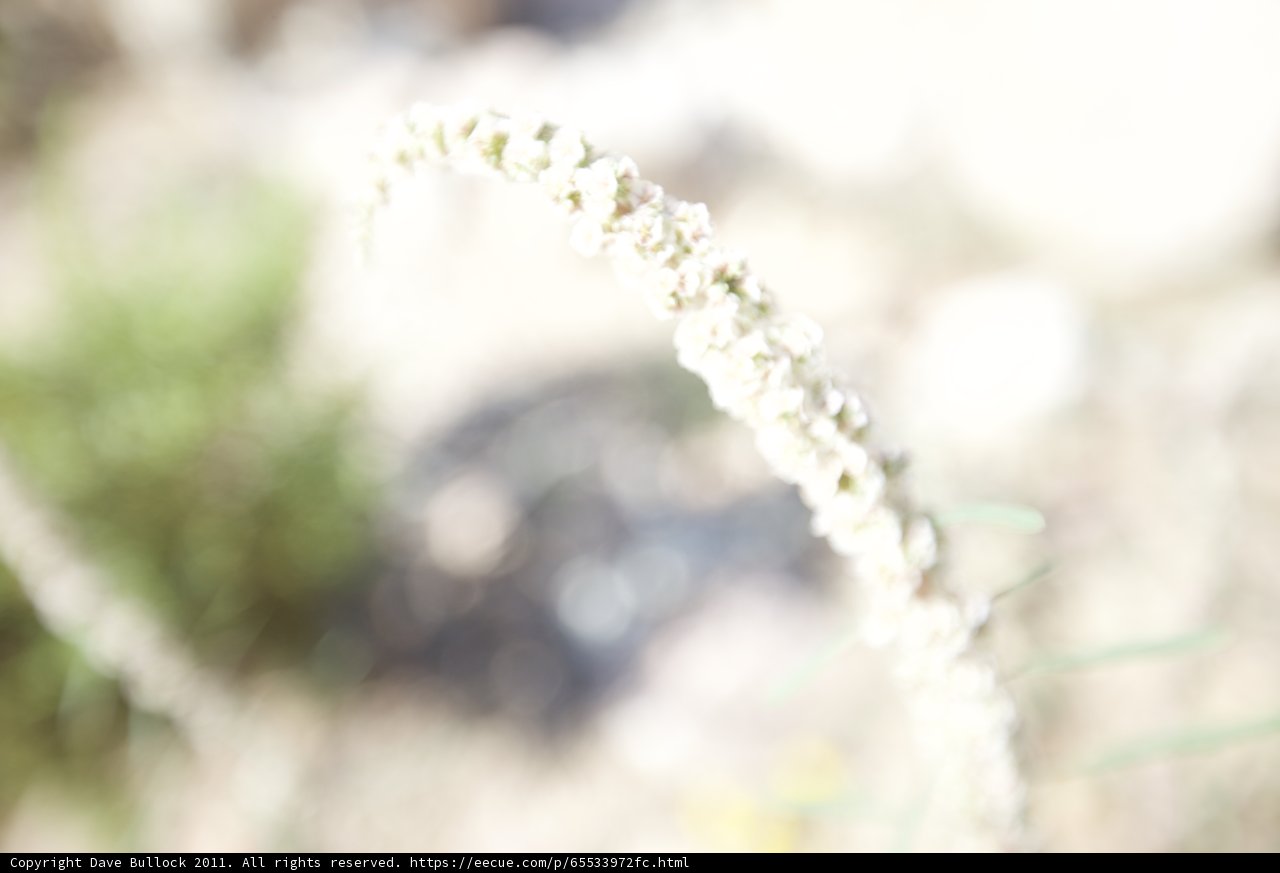 White Flowering Amaranthaceae Plant