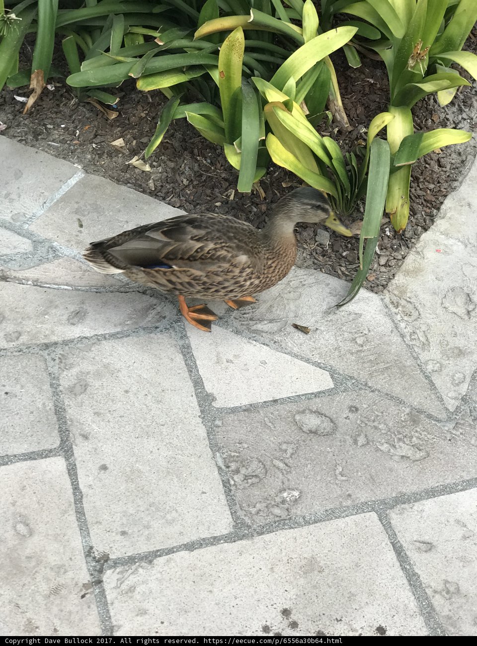 Mallard Duck on Flagstone Walkway