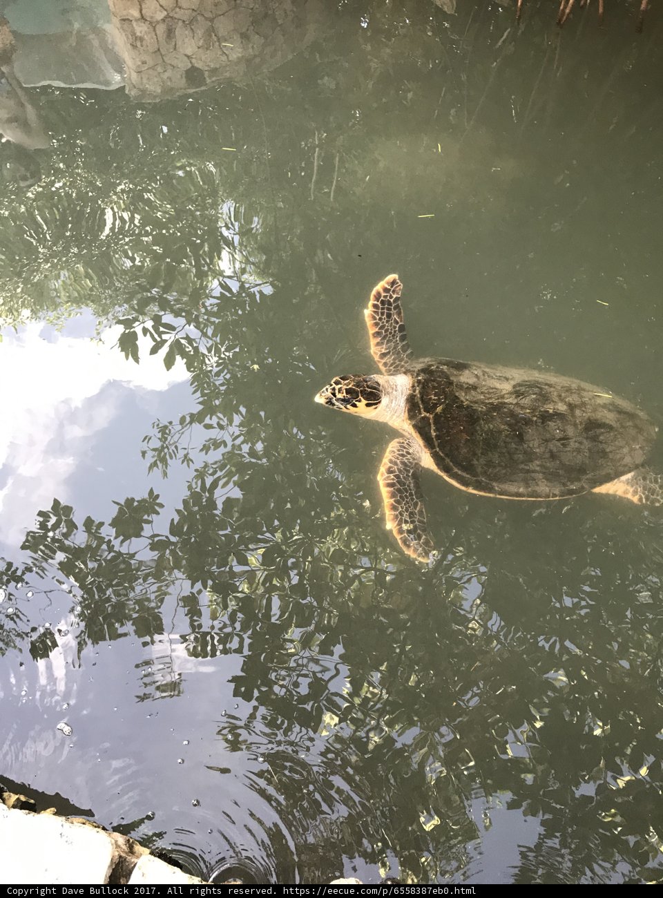 Serene Turtle Swimming In Turquoise Waters
