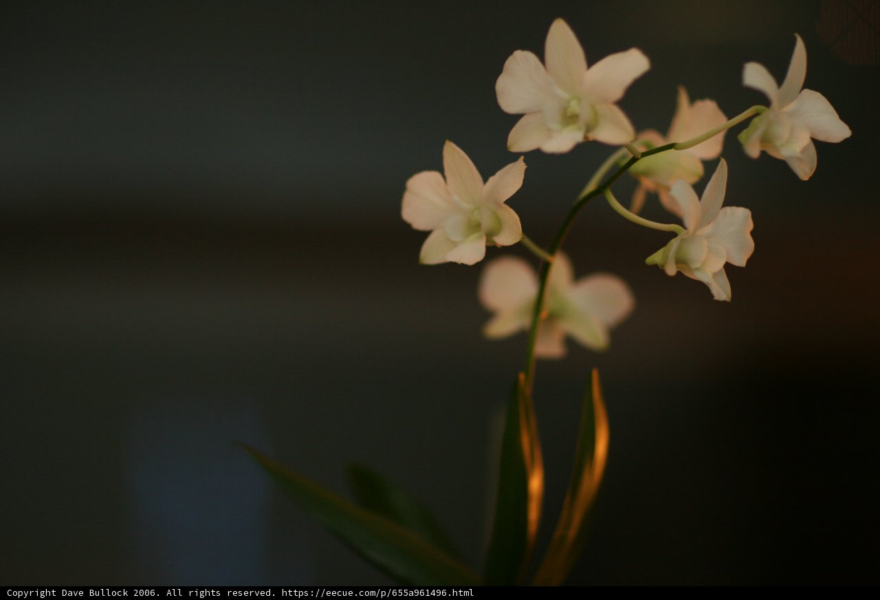 Orchid Blossom in the Dark