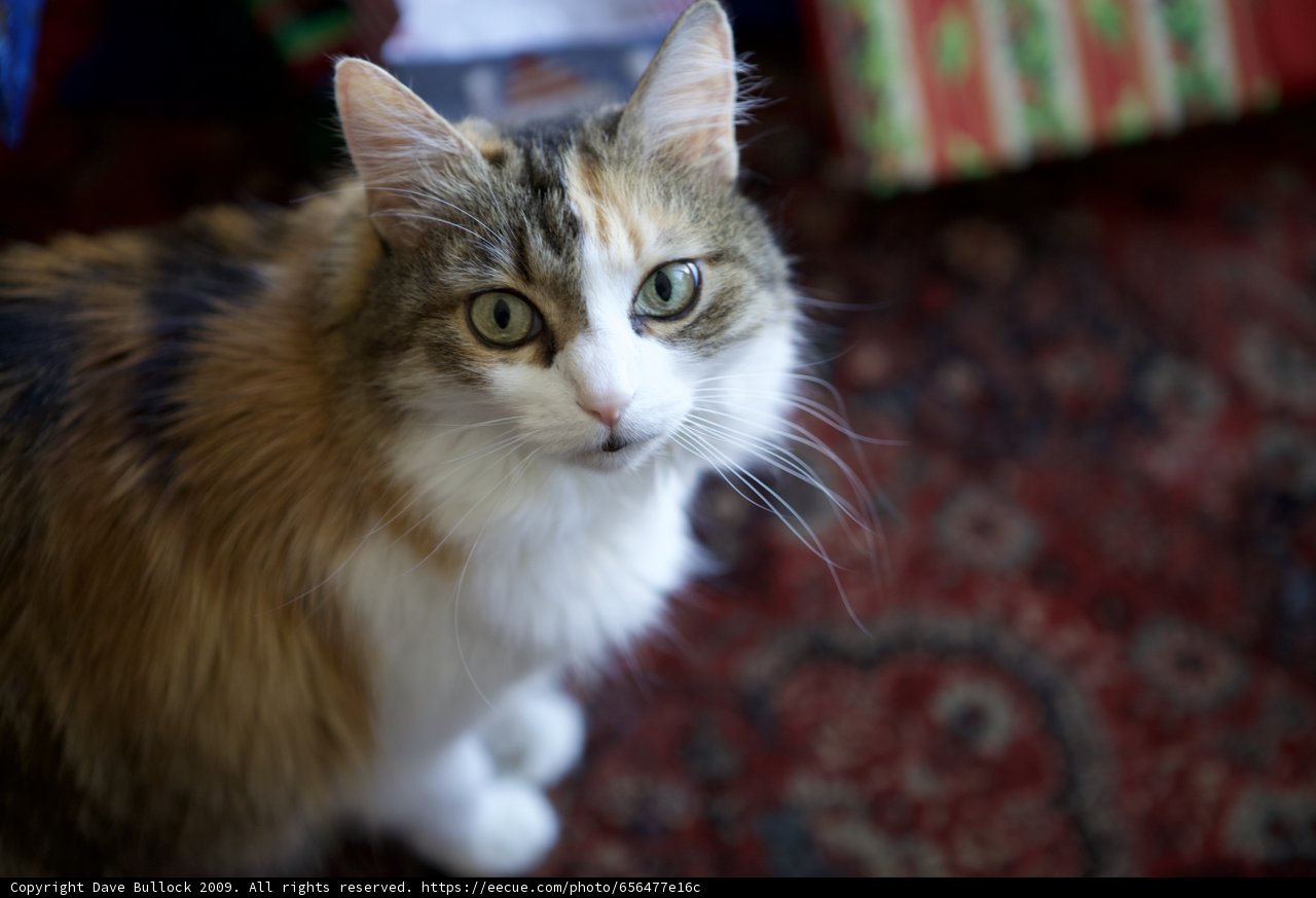 Cozy Christmas Calico