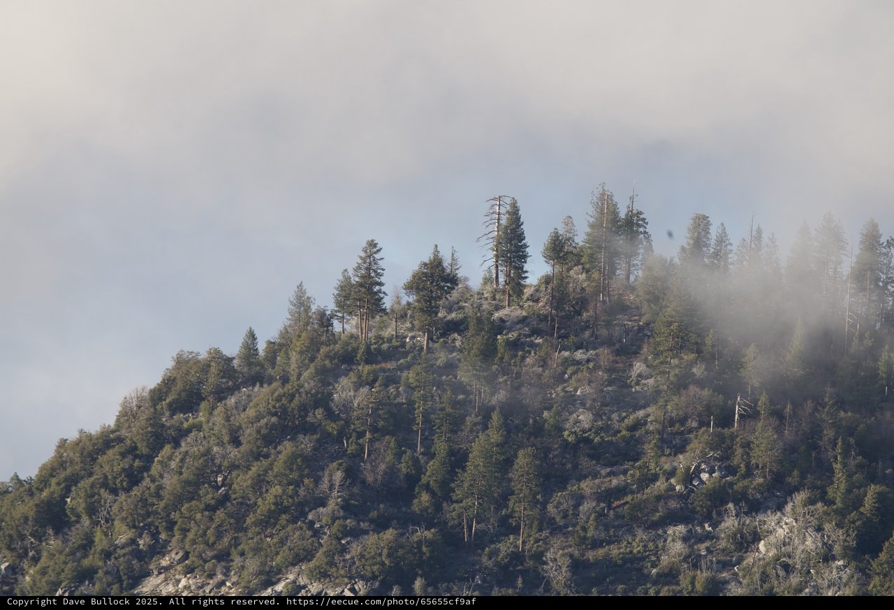 Misty Forest Ridge in Yosemite Winter Landscape