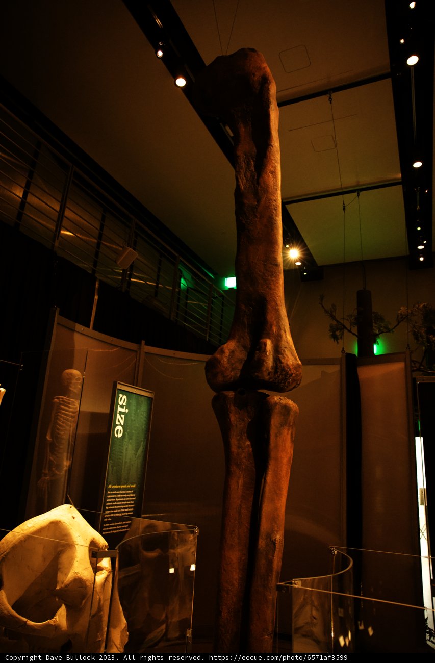 A Glimpse into the Past at the California Academy of Sciences